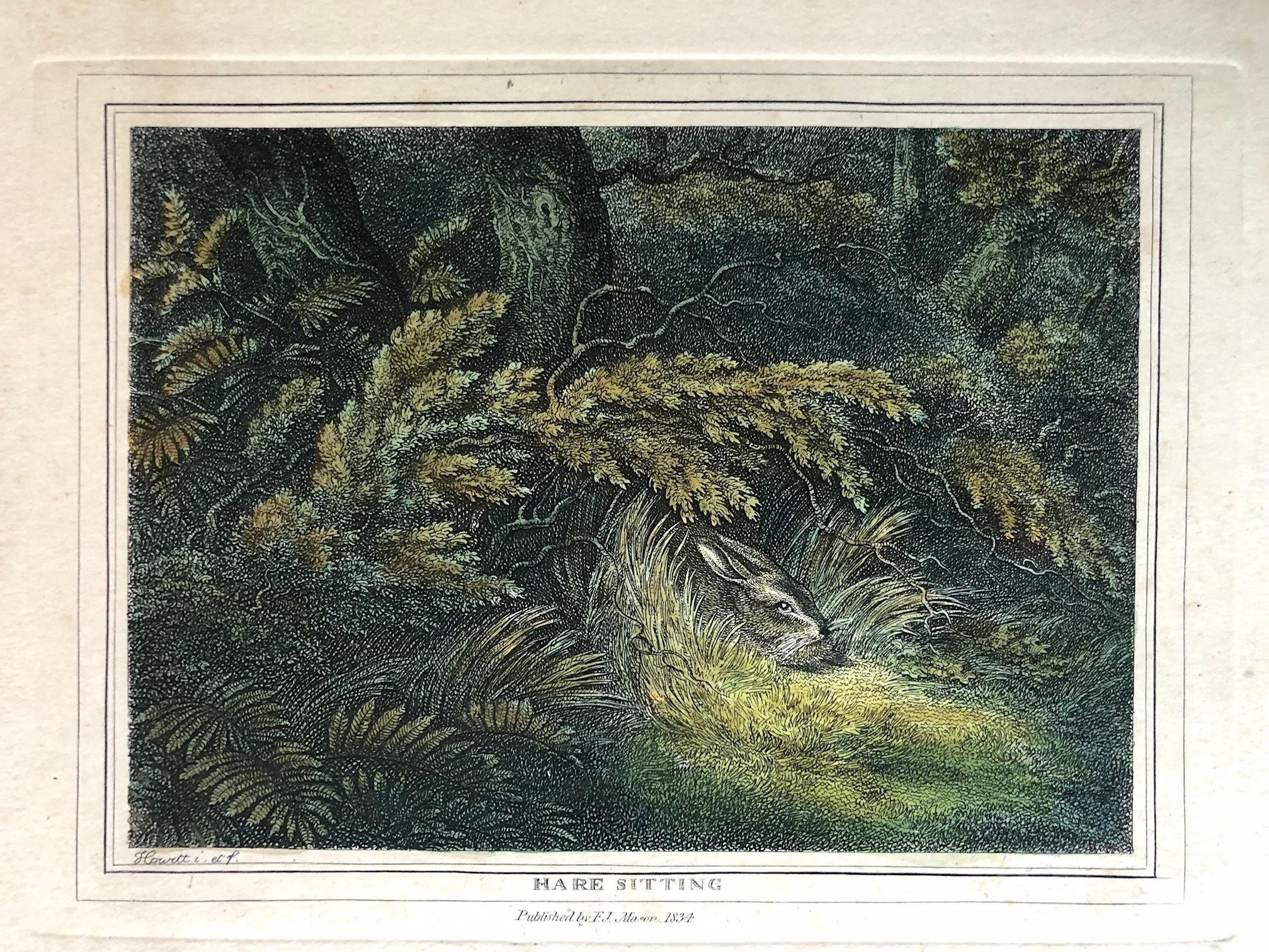 Hare sitting hand coloured Samuel Howitt engraving