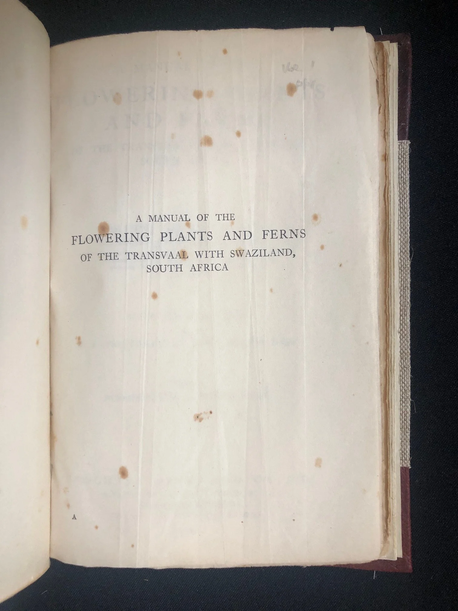 Flowering Plants and Ferns 4.jpg