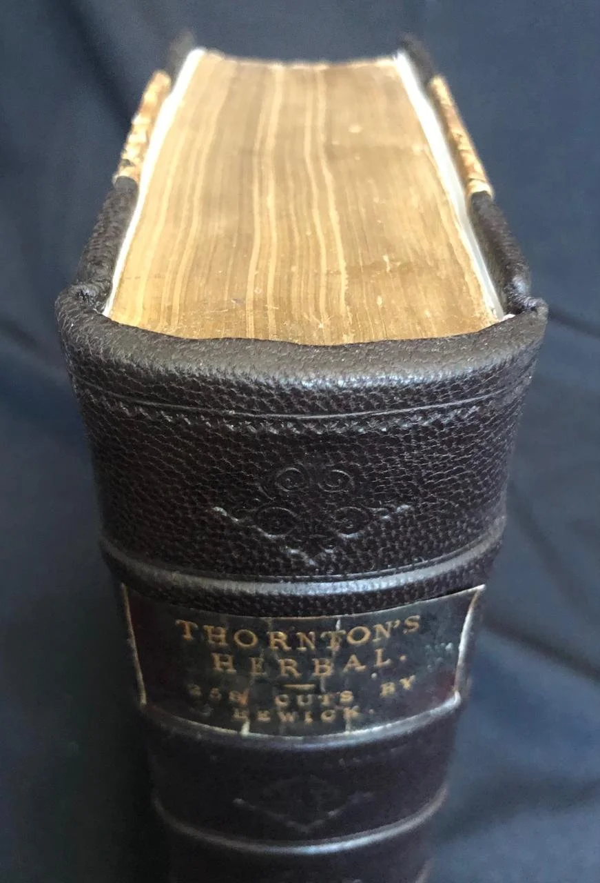 Thornton's Herbal (1814) 2.jpeg