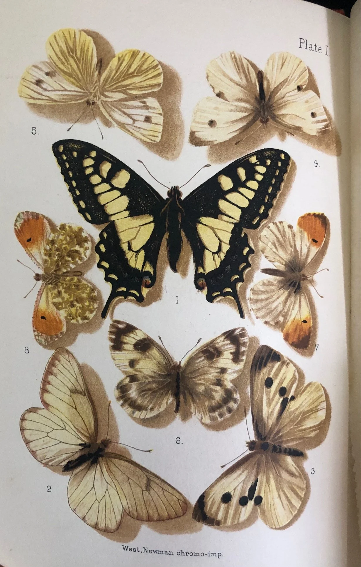 British Butterflies and Moths. 1907 5.jpg