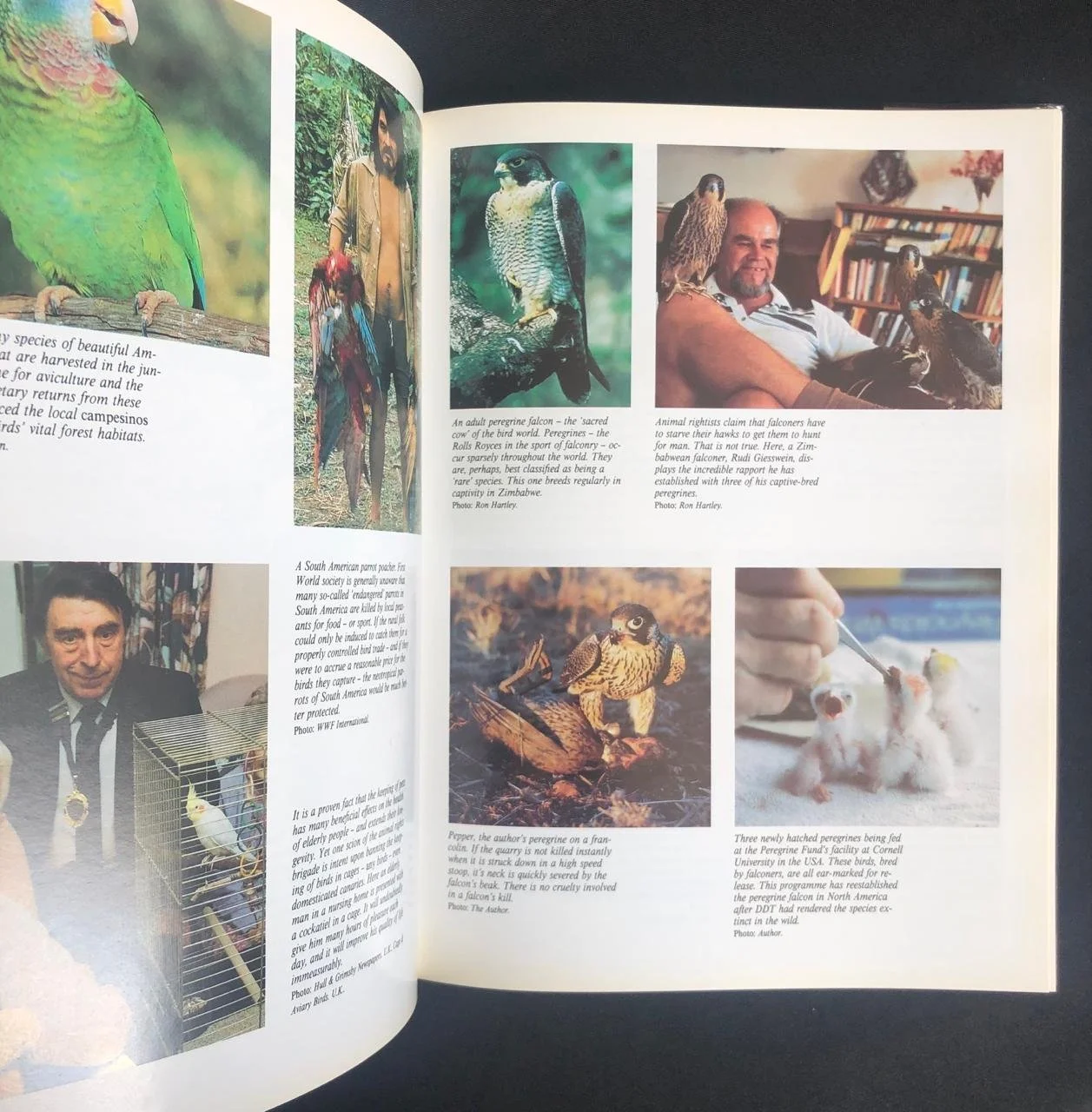 The wildlife game 4.jpeg