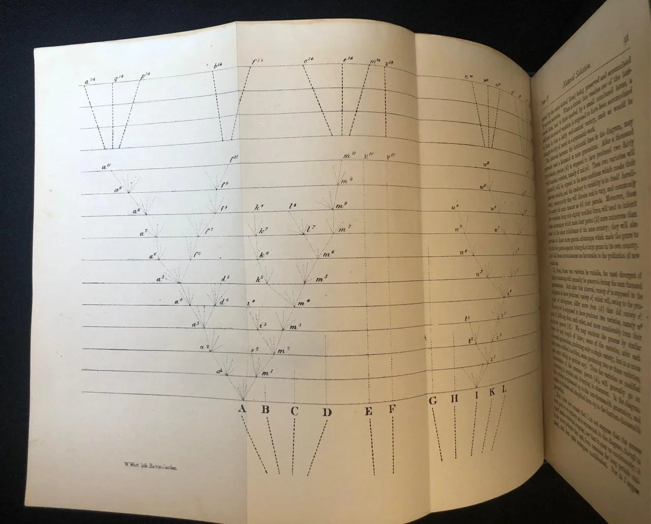 The Origin of Species by Charles Darwin (1876) 7.jpeg