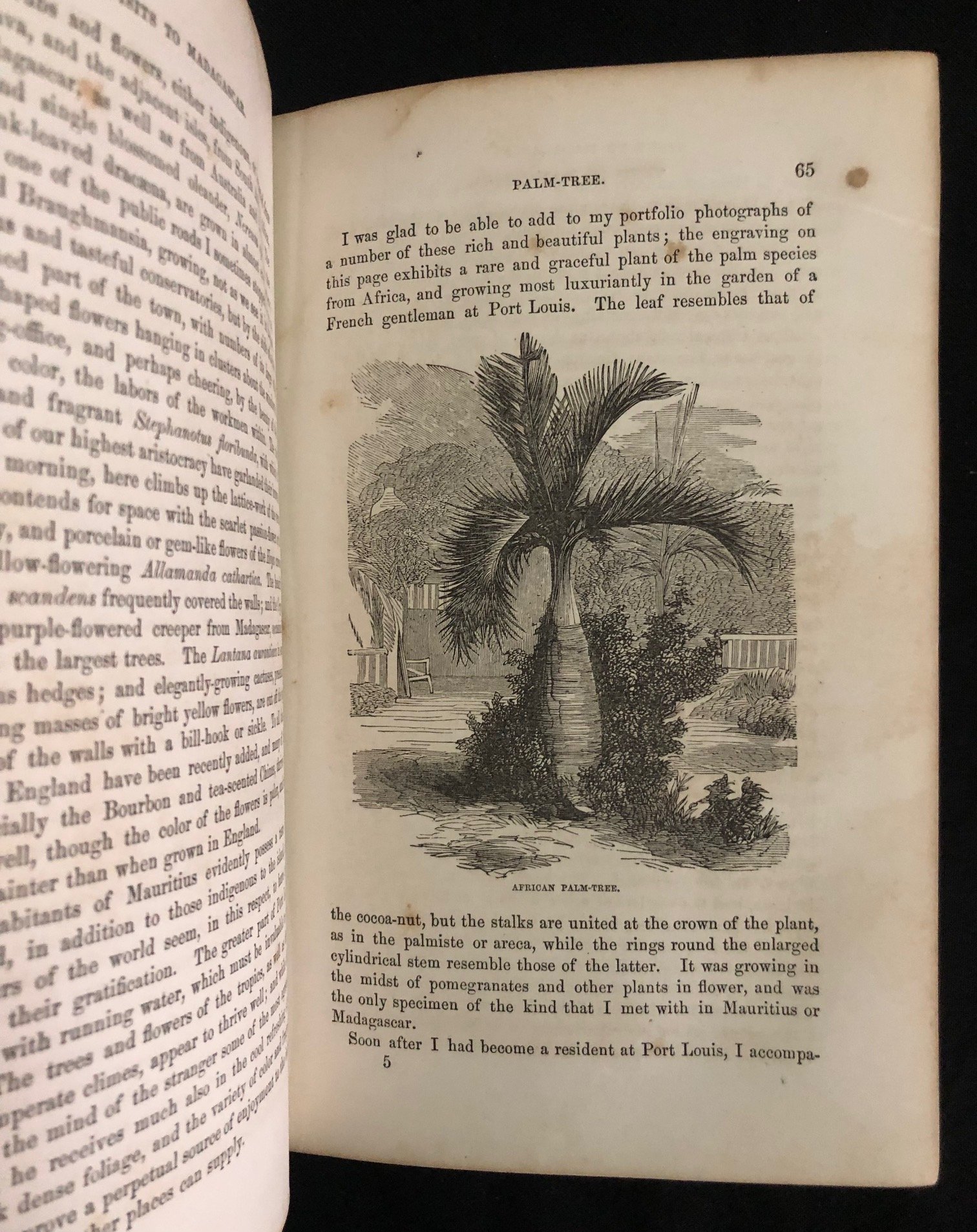 Three Visits to Madagascar 1859 14.jpg