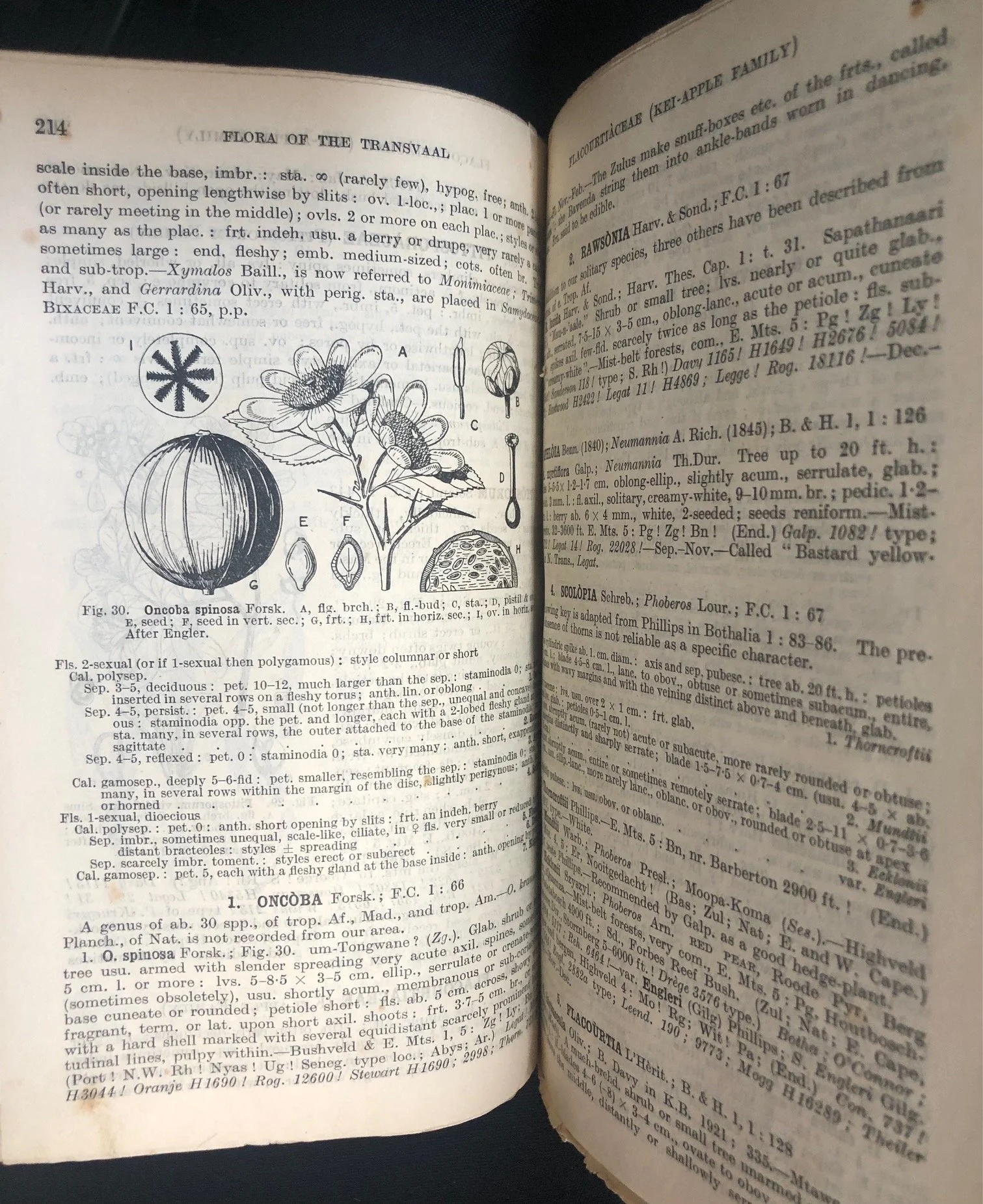 Flowering Plants and Ferns 6.jpg