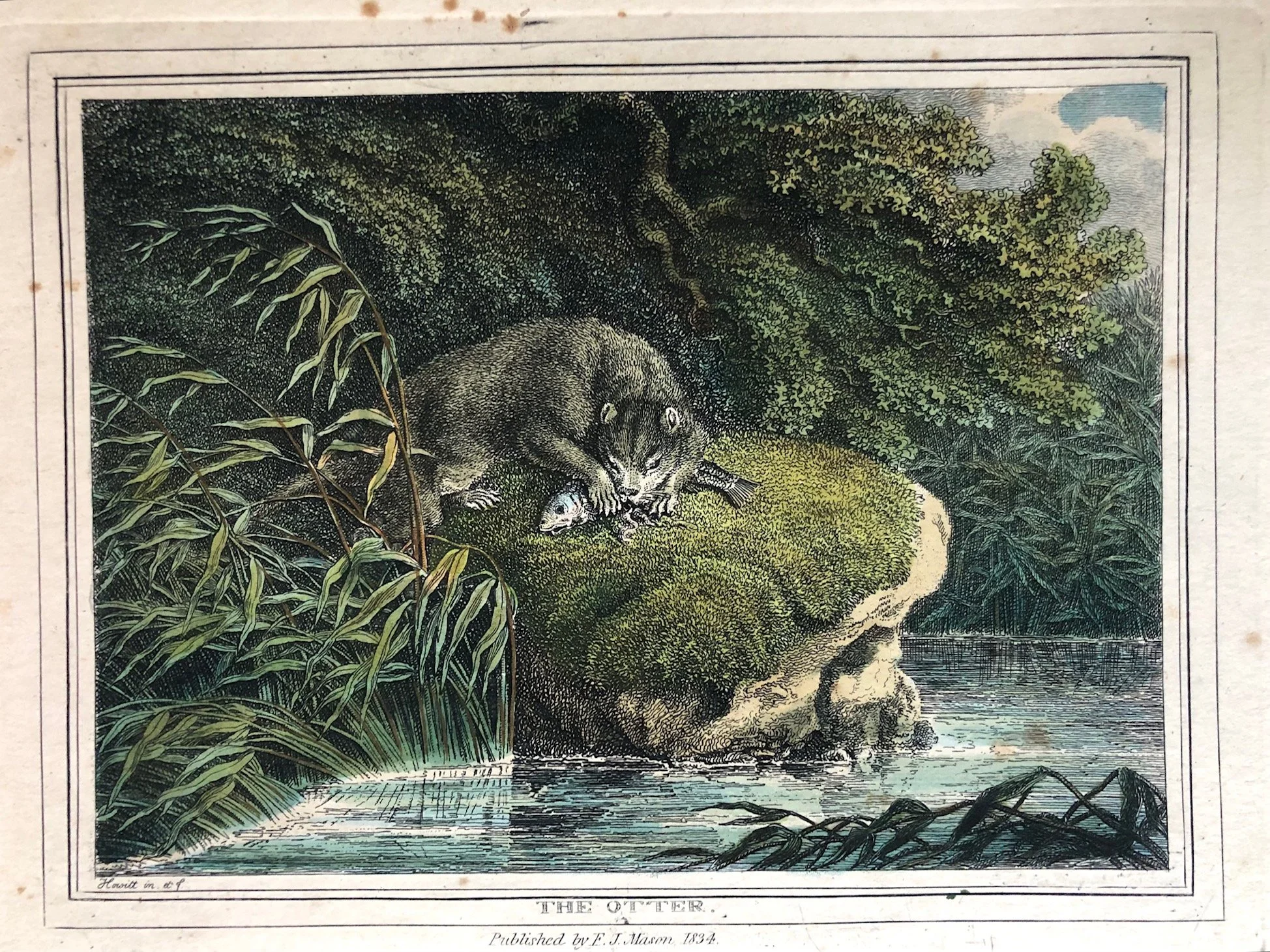 The Otter hand coloured Samuel Howitt engraving