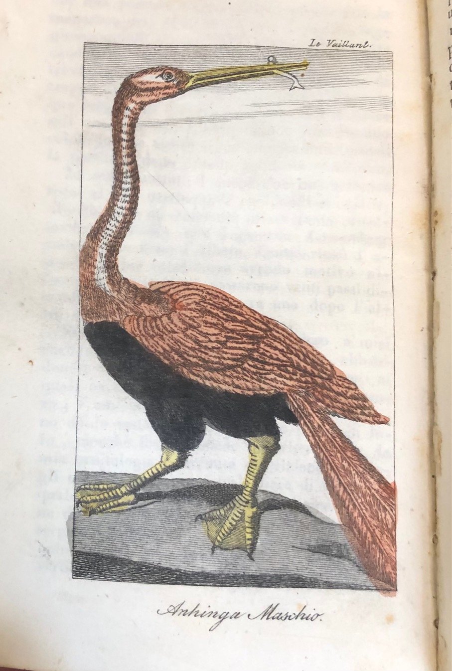 Travels in Southern Africa (in Italian). By François Le Vaillant. 1834. (2)