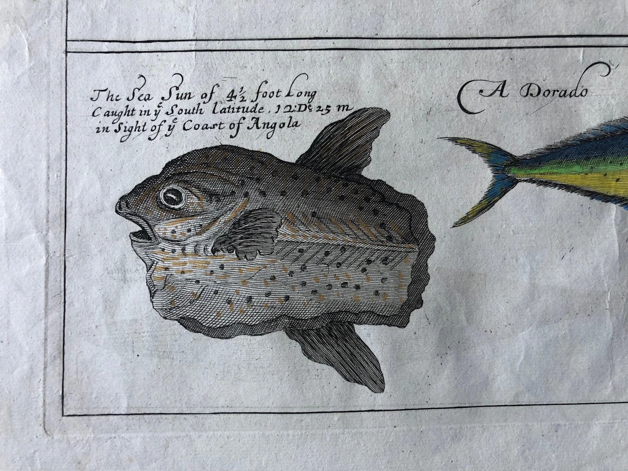 Map of the Mouth of the Congo by Johannes Kip (1732)