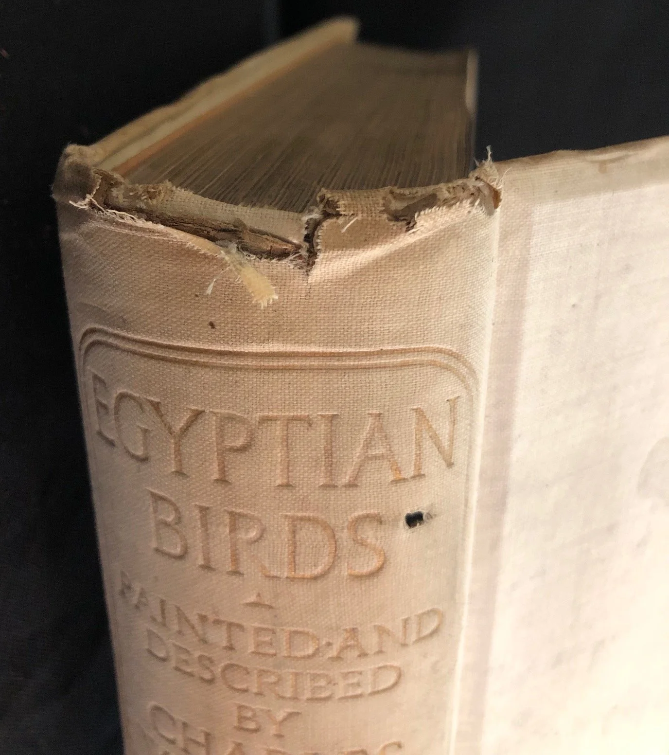 Charles Whymper’s Egyptian Birds, signed deluxe edition (1909)