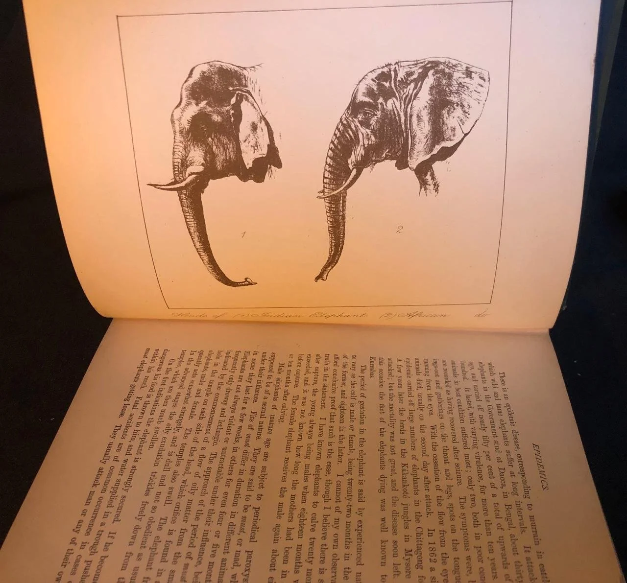 Thirteen Years Among the Wild Beasts of India (1890) 6.jpeg