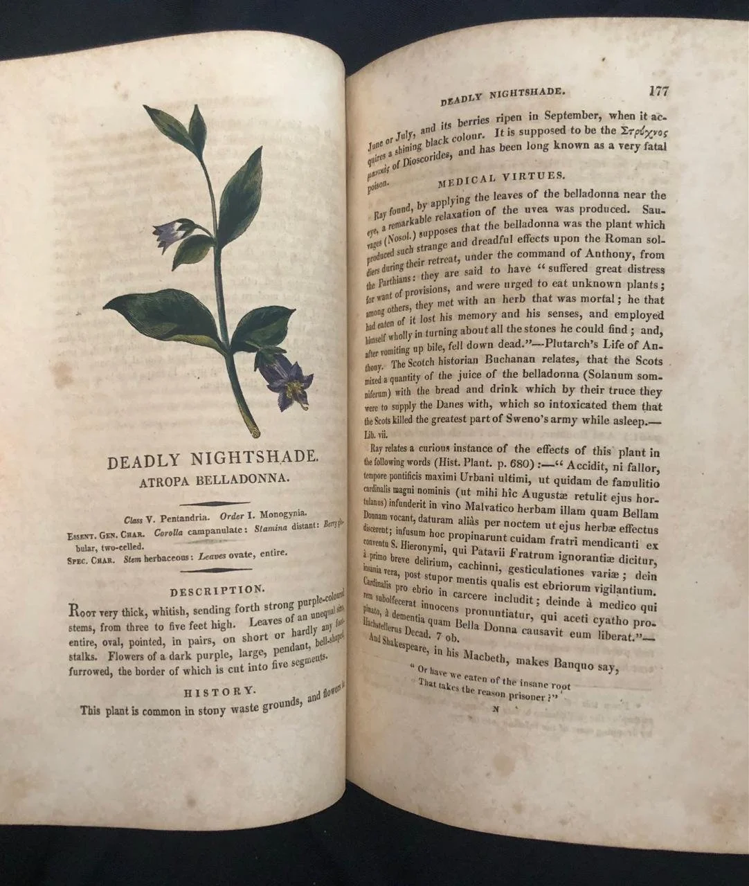 Thornton's Herbal (1814) 7.jpeg