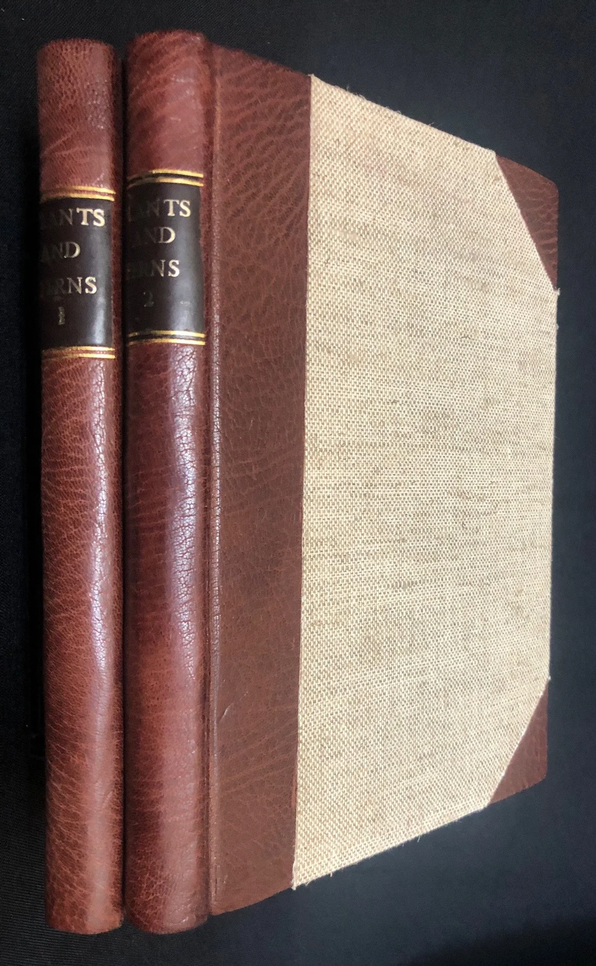 A Manual of the Flowering Plants and Ferns of the Transvaal with Swaziland and South Africa