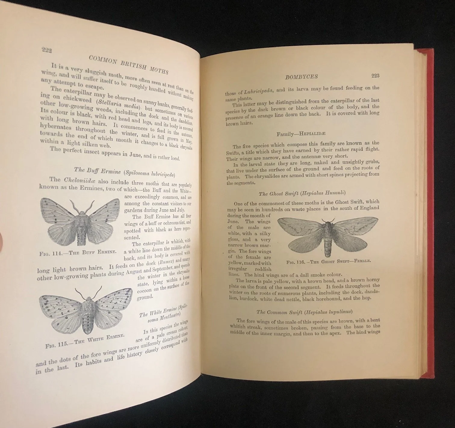 British Butterflies and Moths (1907)
