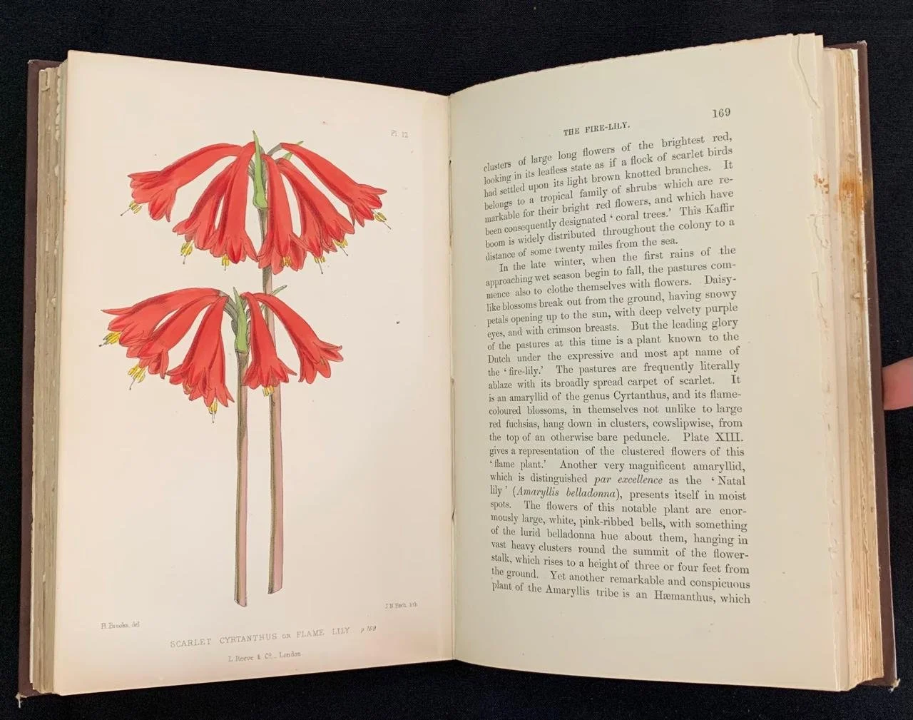 Natal by Henry Brooks 1876 11.jpeg