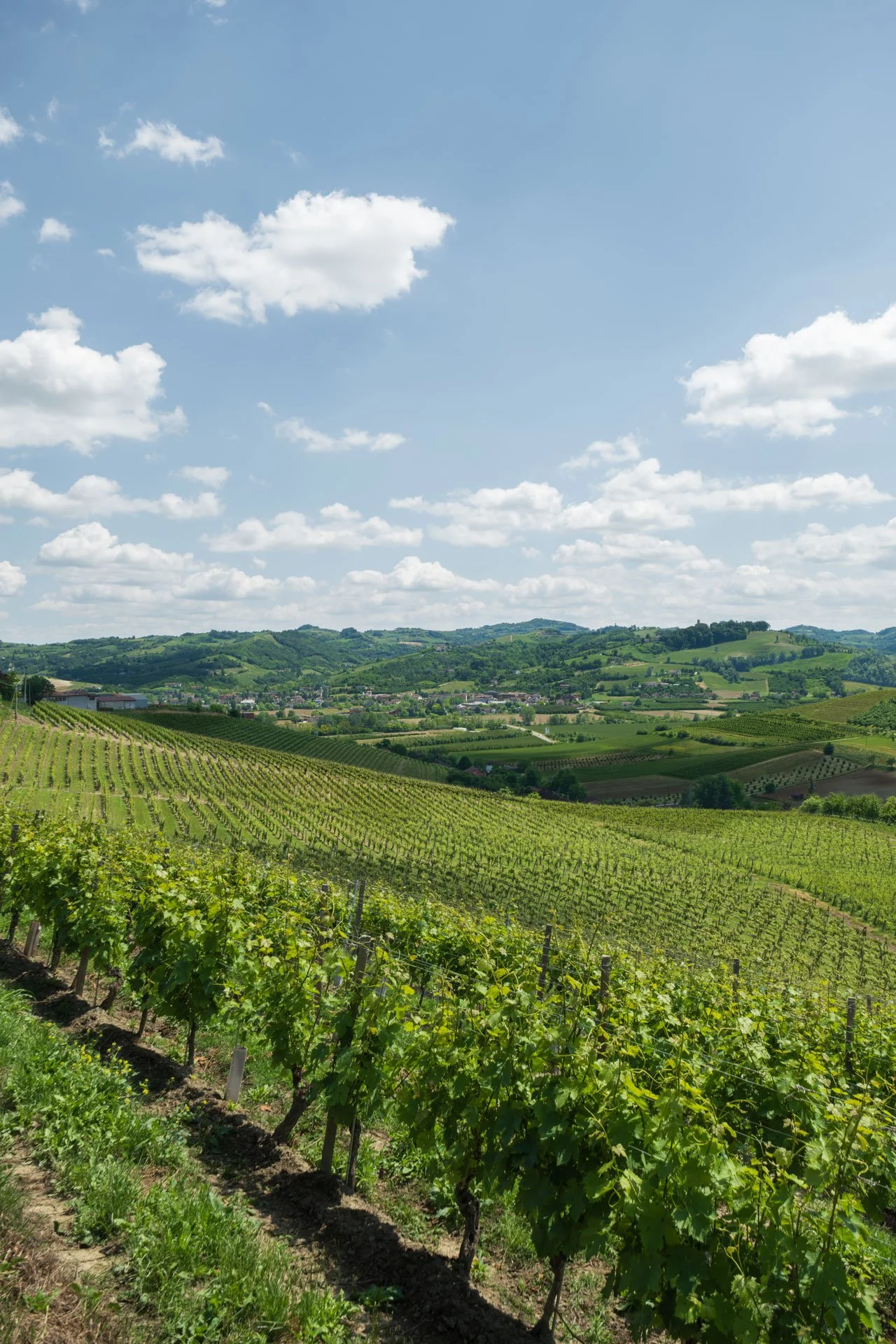 LHV Avezza - Vigneti