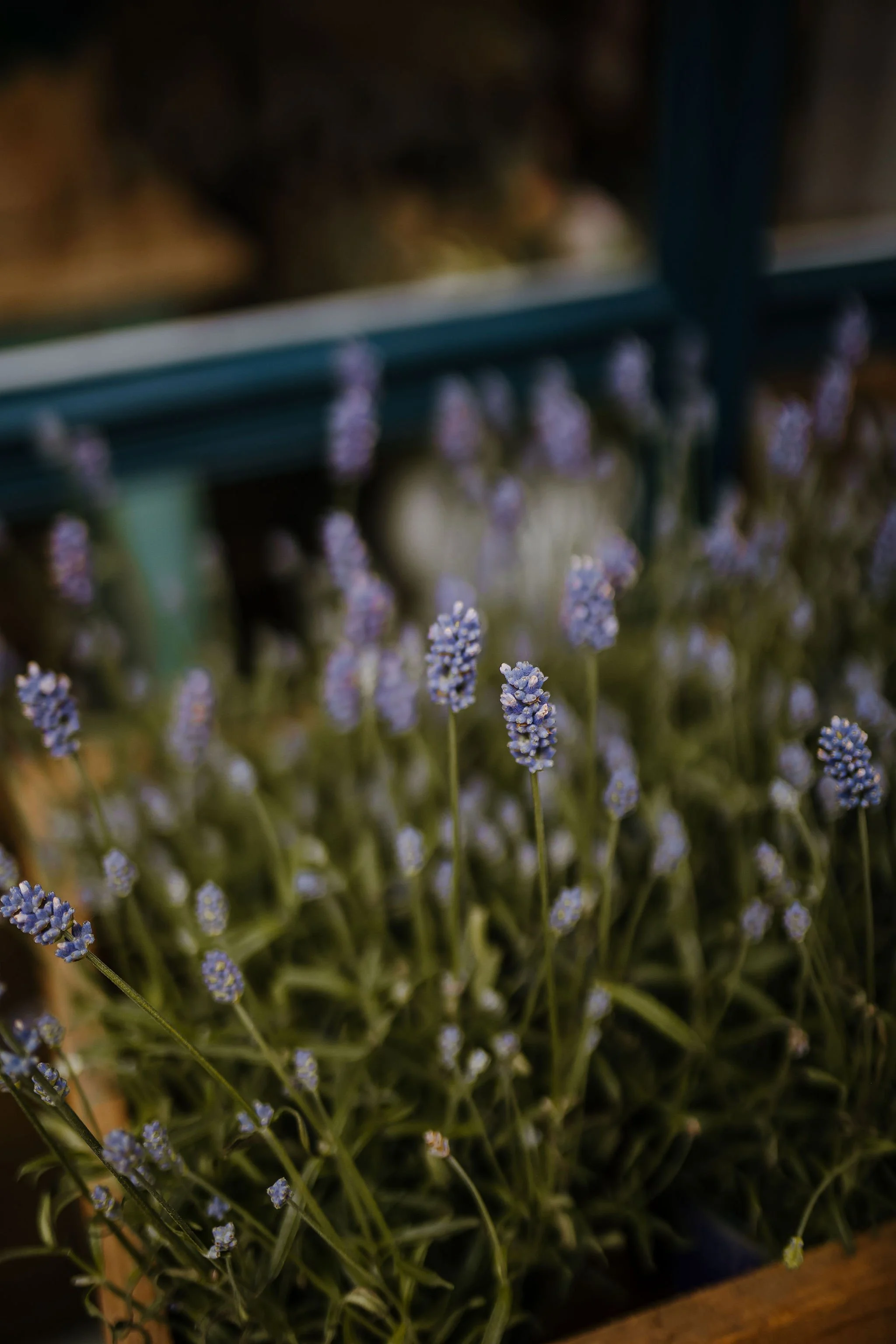 Frome-independent-market-constance-doyle-photography-www.constancedoyle.com98.jpg