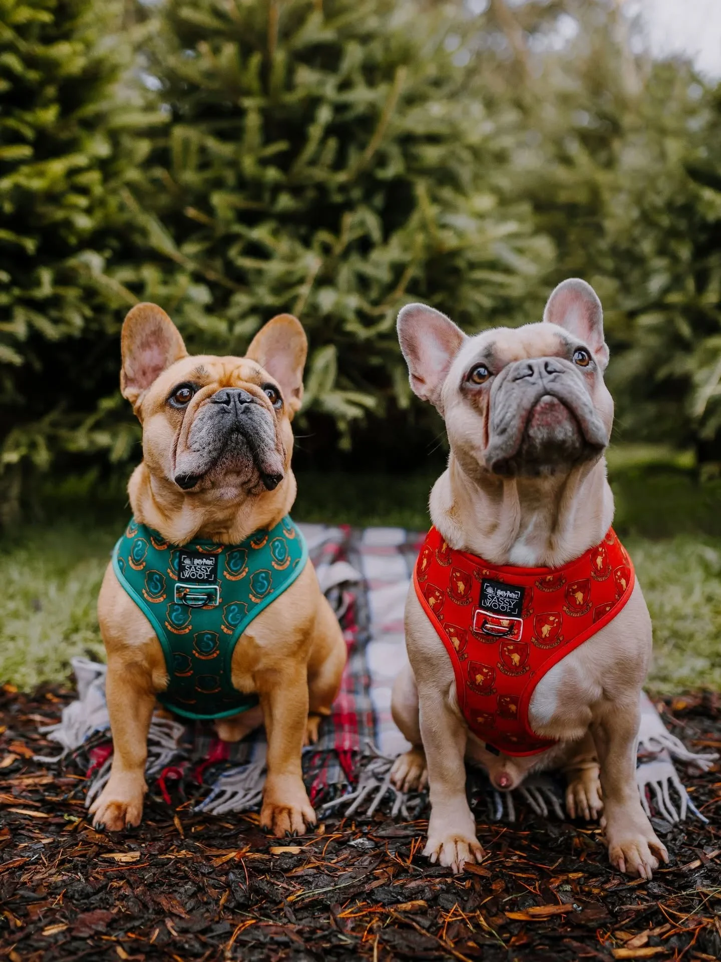 Nothing says Christmas magic like two Frenchies in their holiday best 🎁🎄

Also&hellip; keep your eyes peeled - something exciting is dropping tonight! ✨👀

---

Natural, storytelling photography for people and brands who want their real life rememb