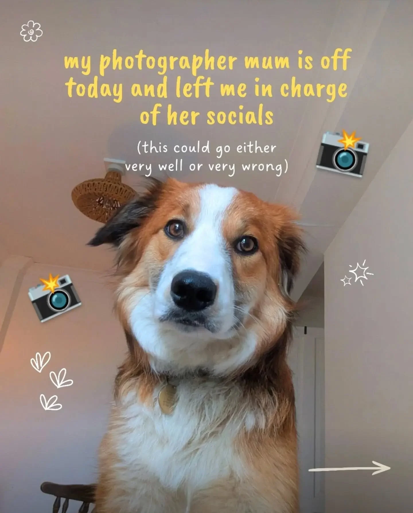 The photographer is off&hellip; so Nanook is in charge today! 🐾

A little behind-the-scenes of what actually goes into your booking, from the gear, to the editing, to creating a space where you feel completely at ease in front of the camera.

If you