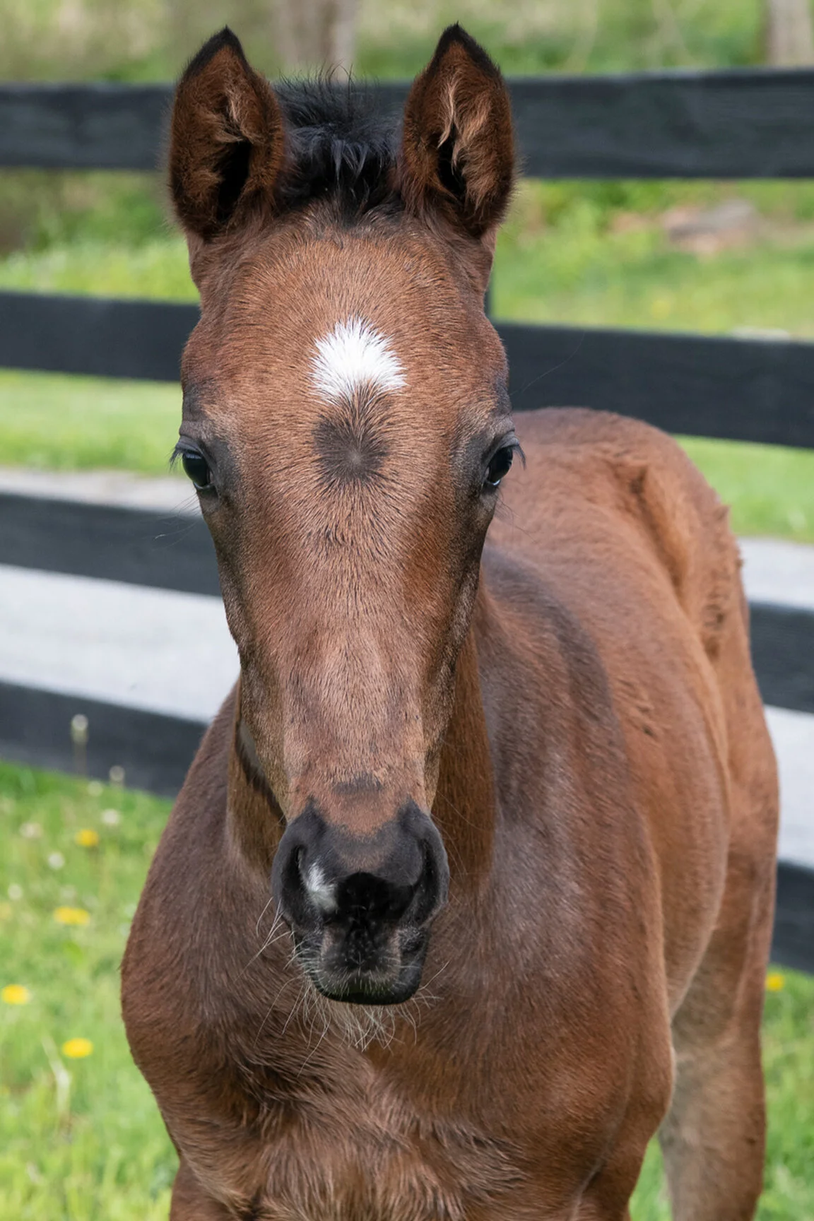 2020 Wild About Harry