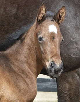 2020 Tizsomethingroyal