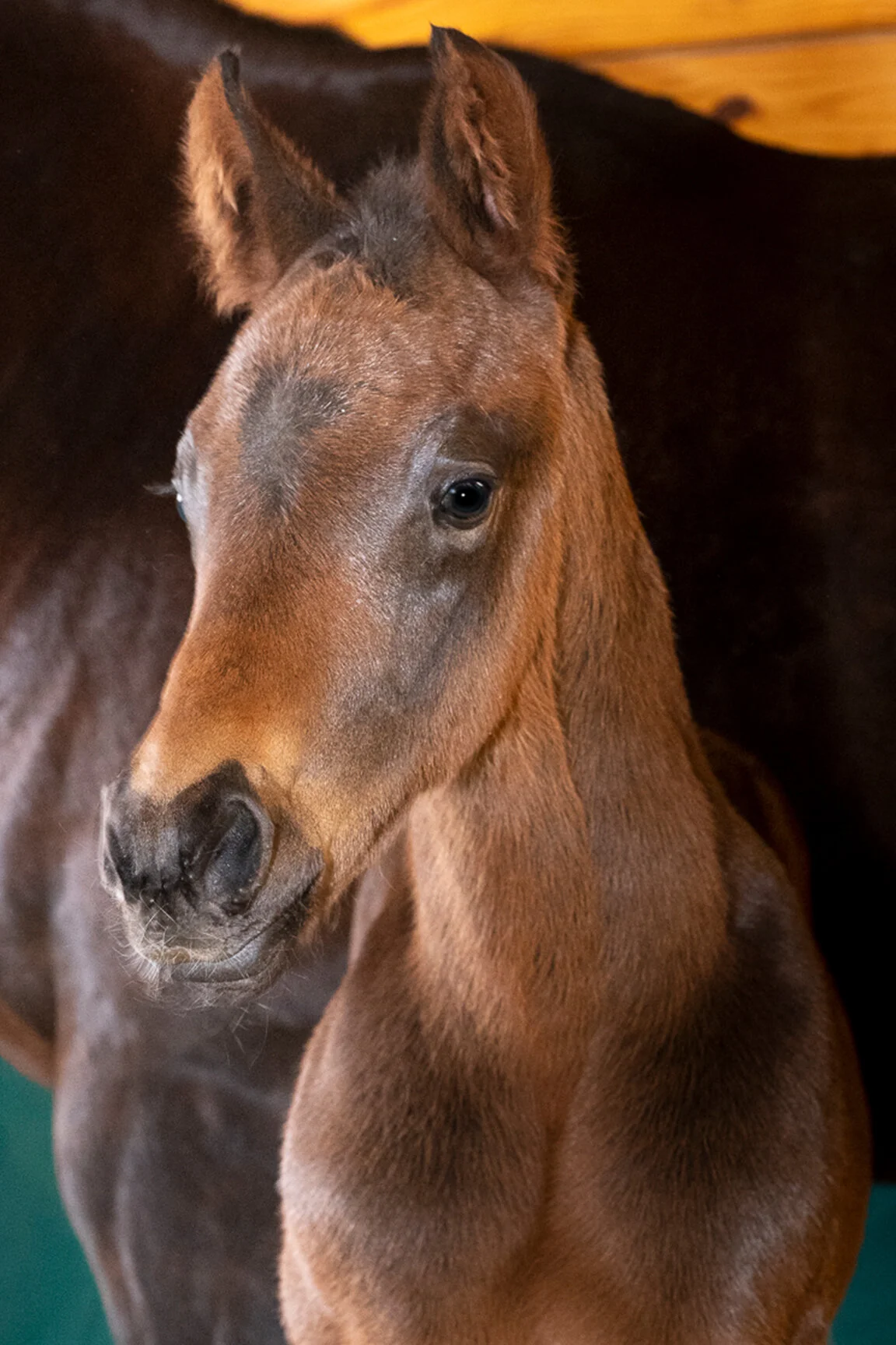 2021 All Mine Tonight Colt by Solomini, born 1/25/2021, owned by Michael Dorrian