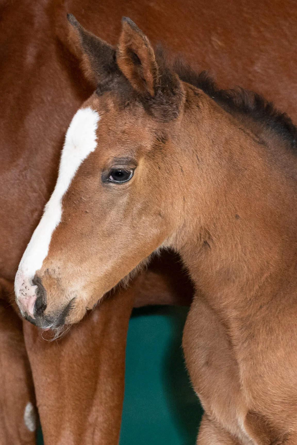 2021 Spin To Gold Filly by Maximus Mischief, born 1/12/2021, owned by DJ Stable