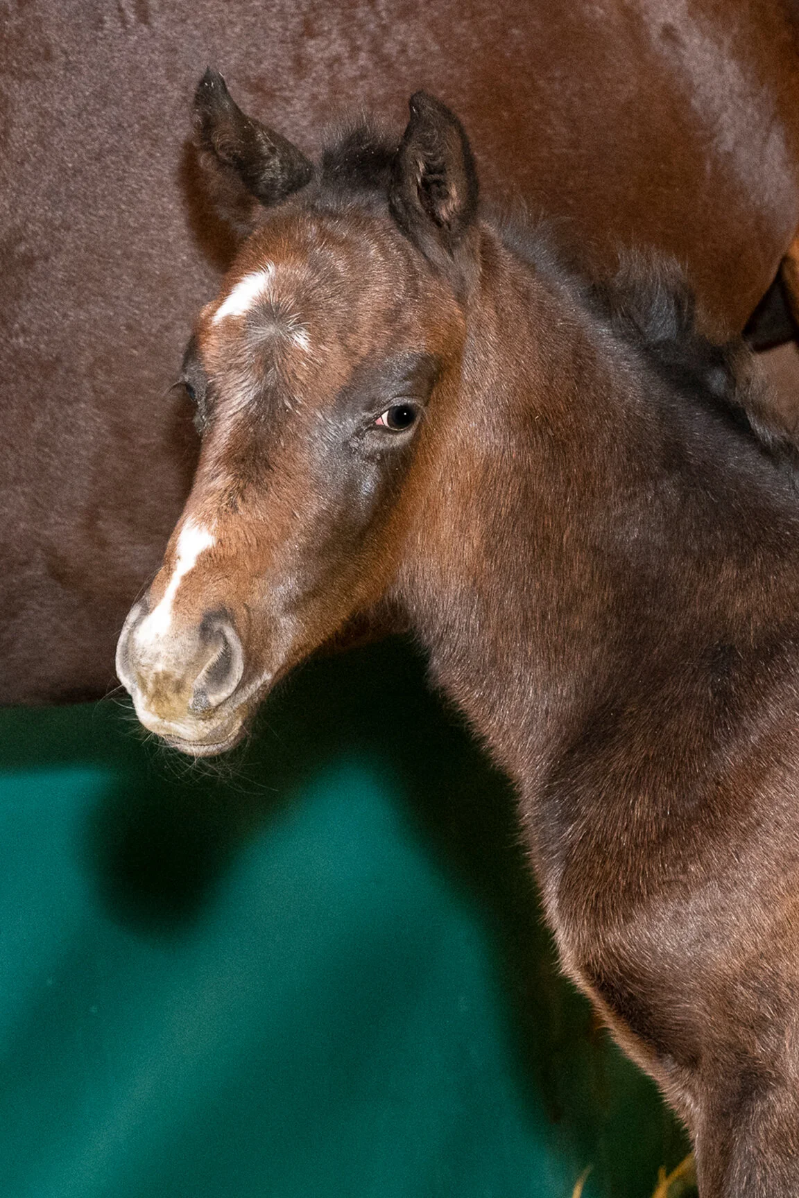 2021 Tanmawwy Filly by Mohaymen, born 1/26/2021, owned by Edition Farm et al