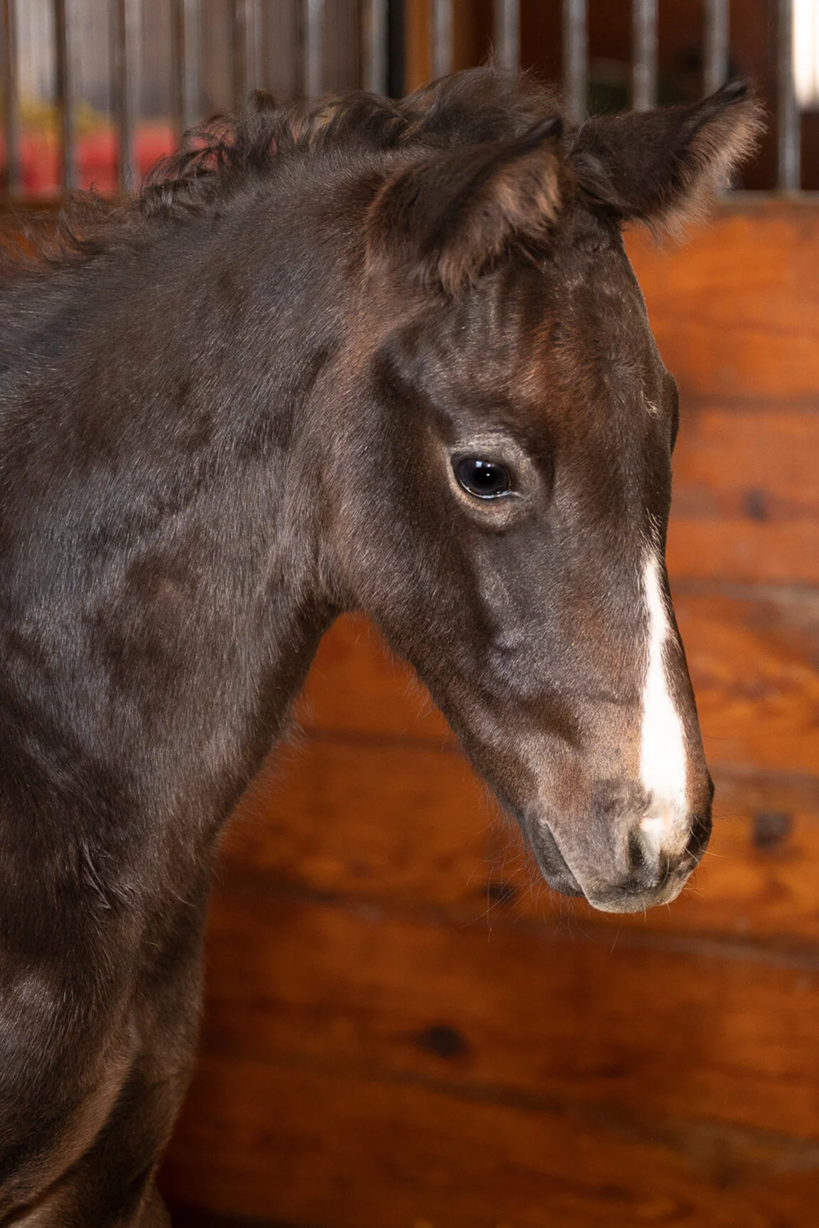 2021 Ouchy Night Colt by Liam's Map, born 2/8/2021, owned by Edition Farm