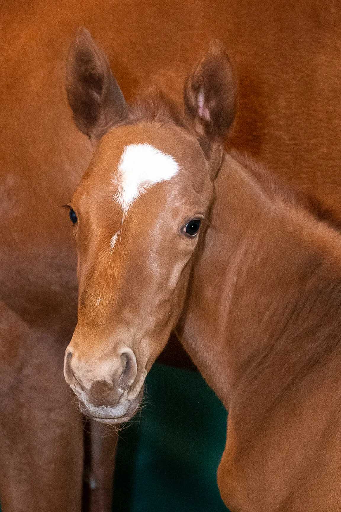 2021 Salonsun Filly by Mitole, born 2/13/2021, owned by Edition Farm