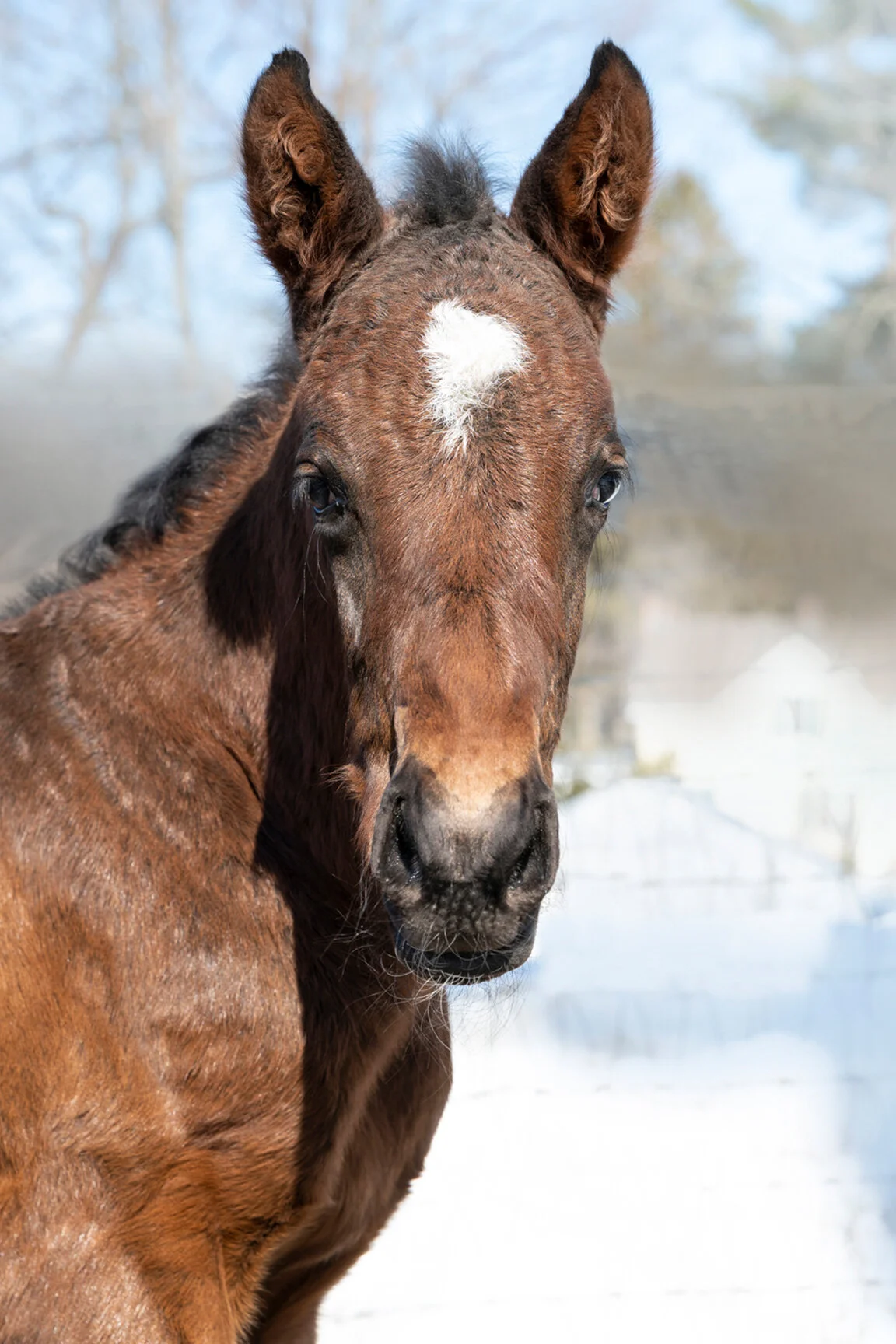 2021 Morning Gallop Colt by Enticed, born 2/15/2021, owned by Edition Farm