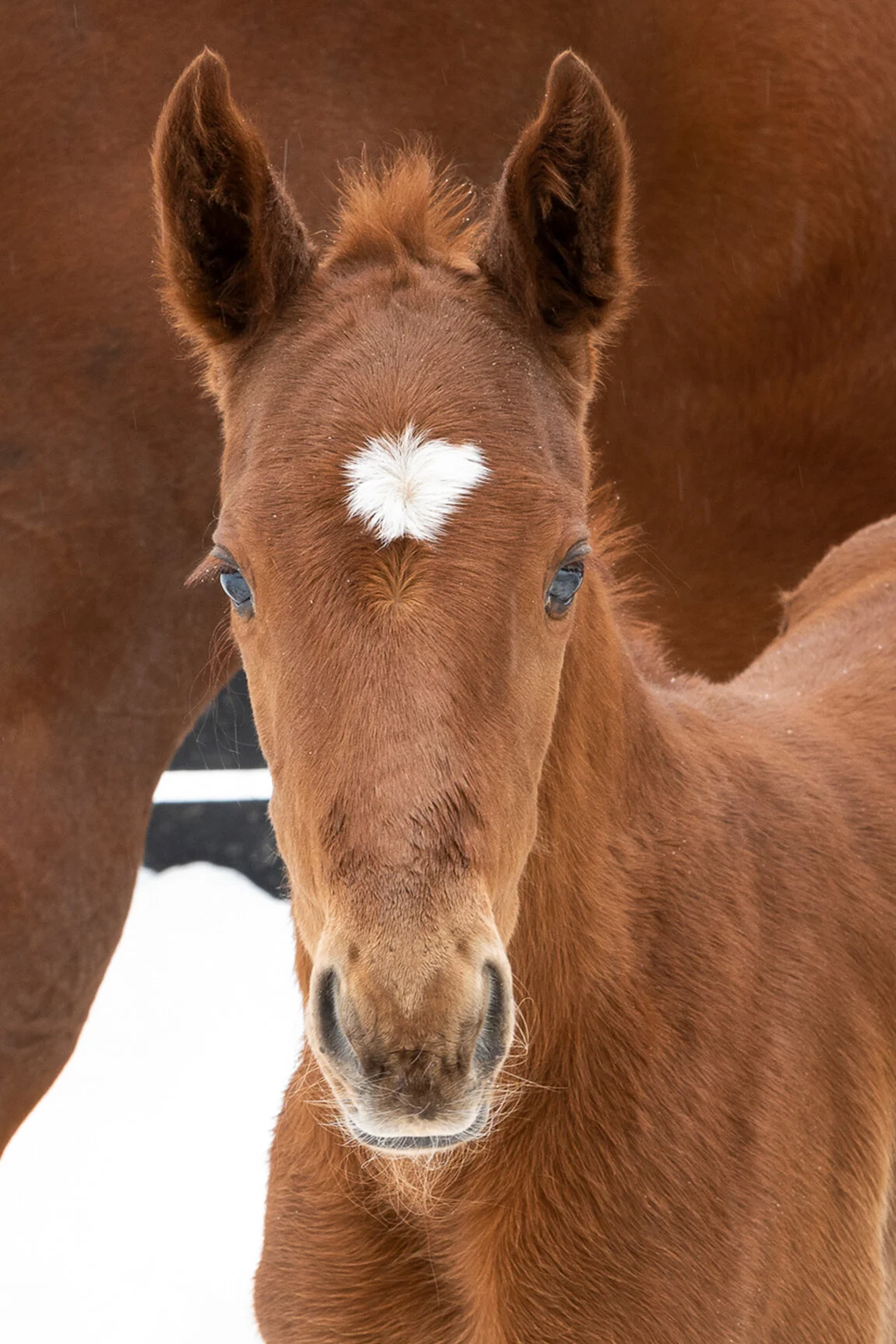 2021 Hot City Girl Filly by Curlin, born 2/9/2021, owned by Lady Sheila Stable