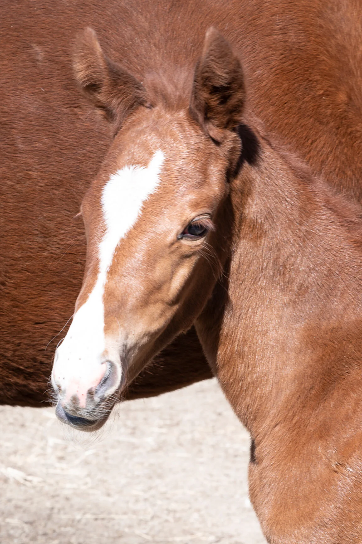 2021 Bennett Jean Filly by Collected, born 3/4/2021, owned by Edition Farm, Linda Conroy &amp; Hilarie Niles