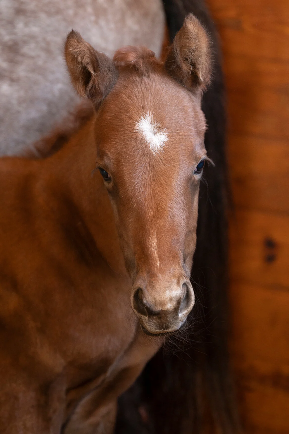 2021 Breezy Gal Colt by Malibu Moon, born 3/8/2021, owned by Joe Hinkhouse