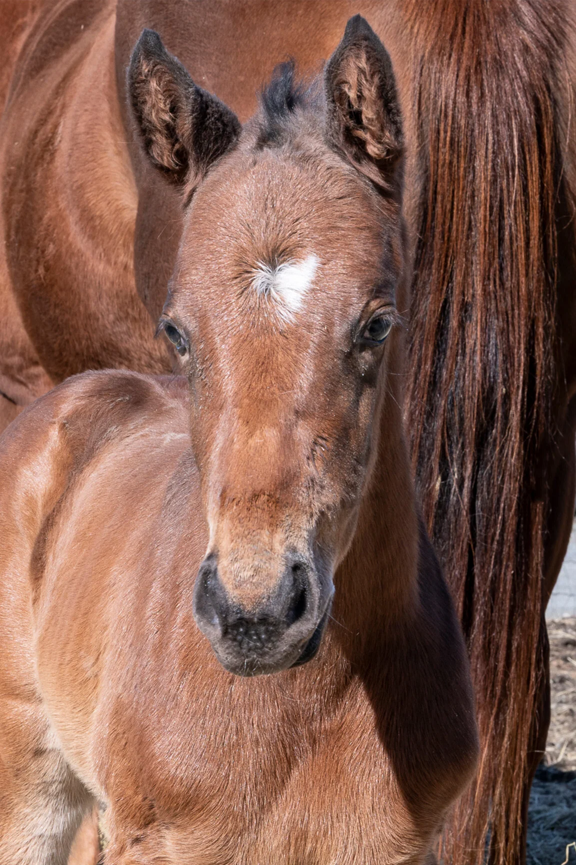 2021 Diamond Princess Filly by Central Banker, born 3/9/2021, owned by Joe Hinkhouse &amp; Warnick Stable
