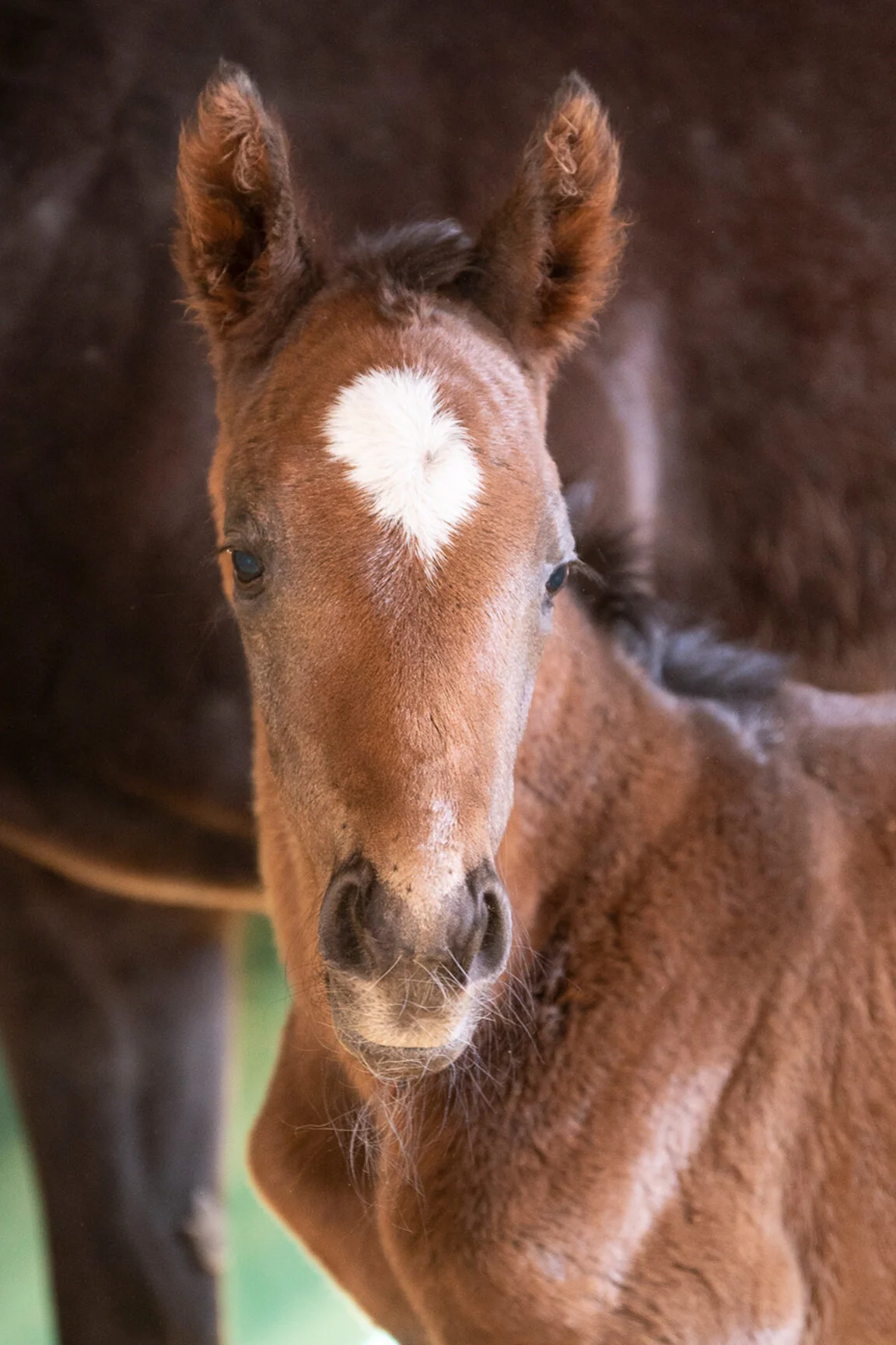 2021 Clearly Cheating Filly by Solomini, born 3/20/2021, owned by Edition Farm et al