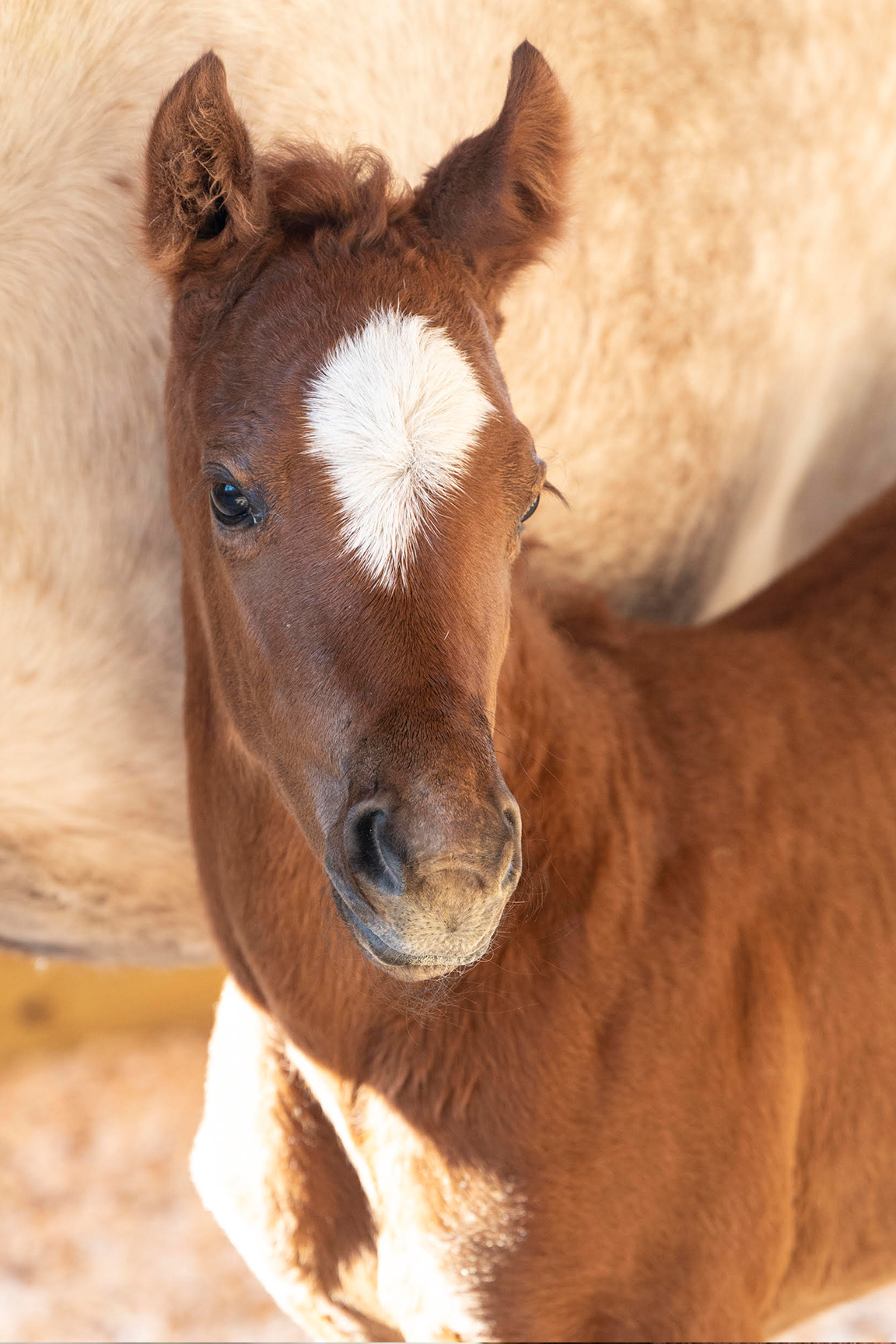 2022 Downtown Mama Filly by Maclean's Music, born 2/4/2022, owned by Lady Sheila Stable