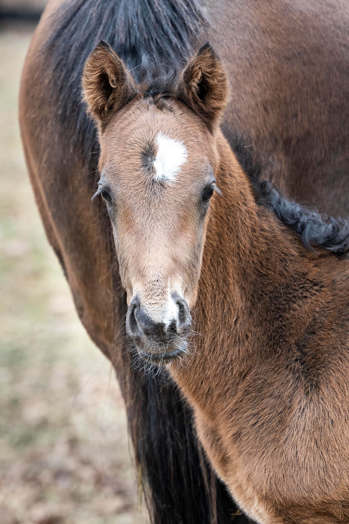 2022 Storied Lady Colt by Paynter, born 2/10/2022, owned by Tri County Stable