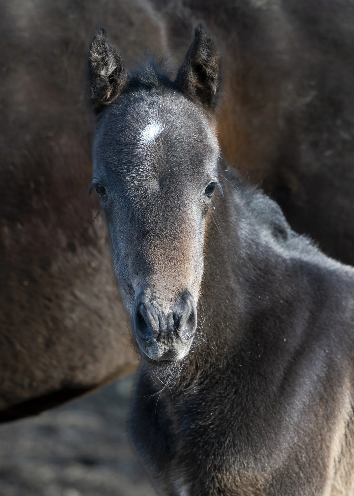 2023 One Call Away Filly by A Shin Forward, owned by Hilarie Niles and Vivien Malloy