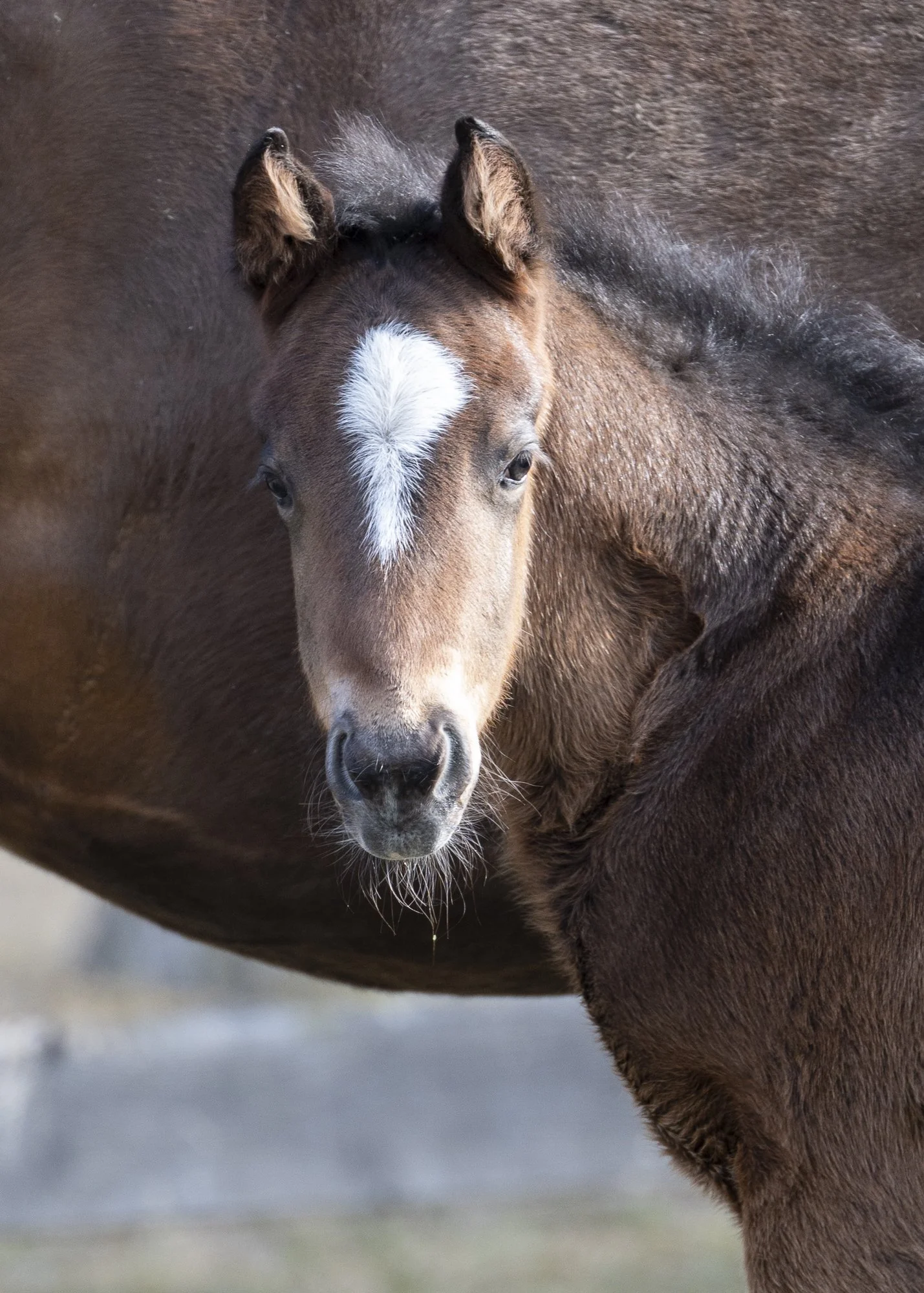 2023 Awesome Bull Colt by Instagrand, owned by Linda Heaning &amp; Vivien Malloy