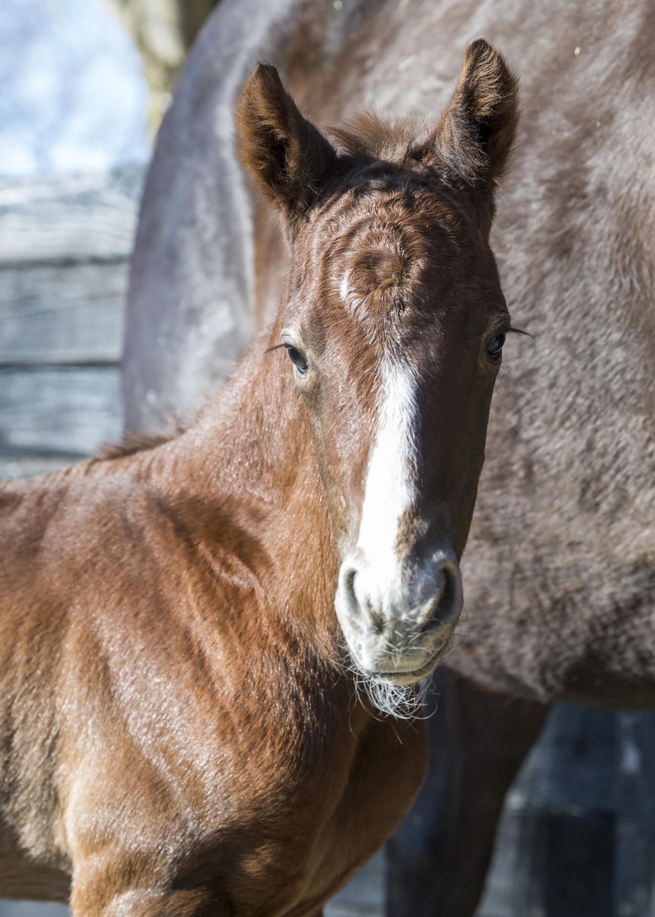 2024 All Hail the Queen Colt by Volatile, owned by Vivien Malloy &amp; Kerry Millikin