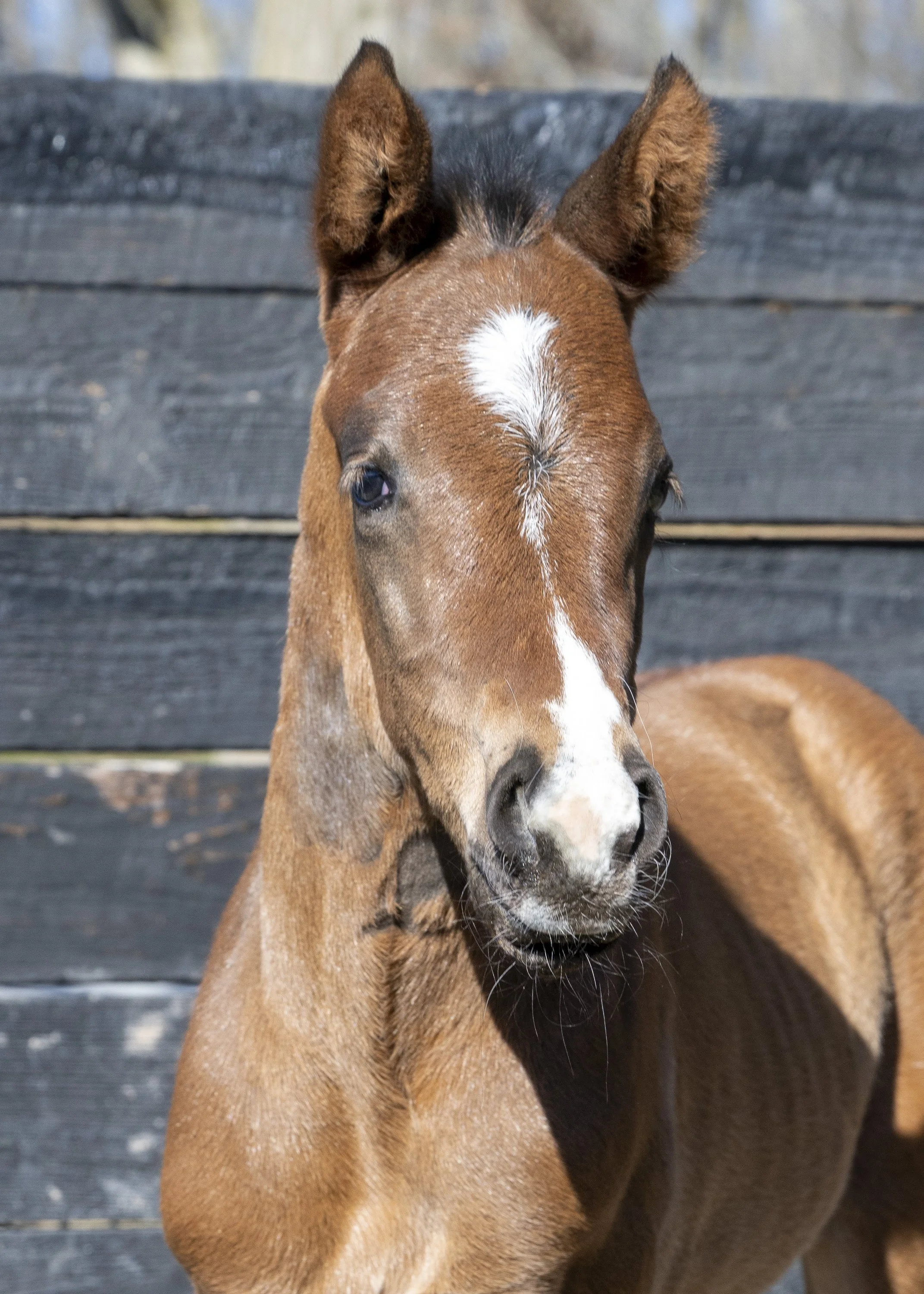 2024 Wild About Harry Colt by Oscar Performance, owned by Vivien Malloy