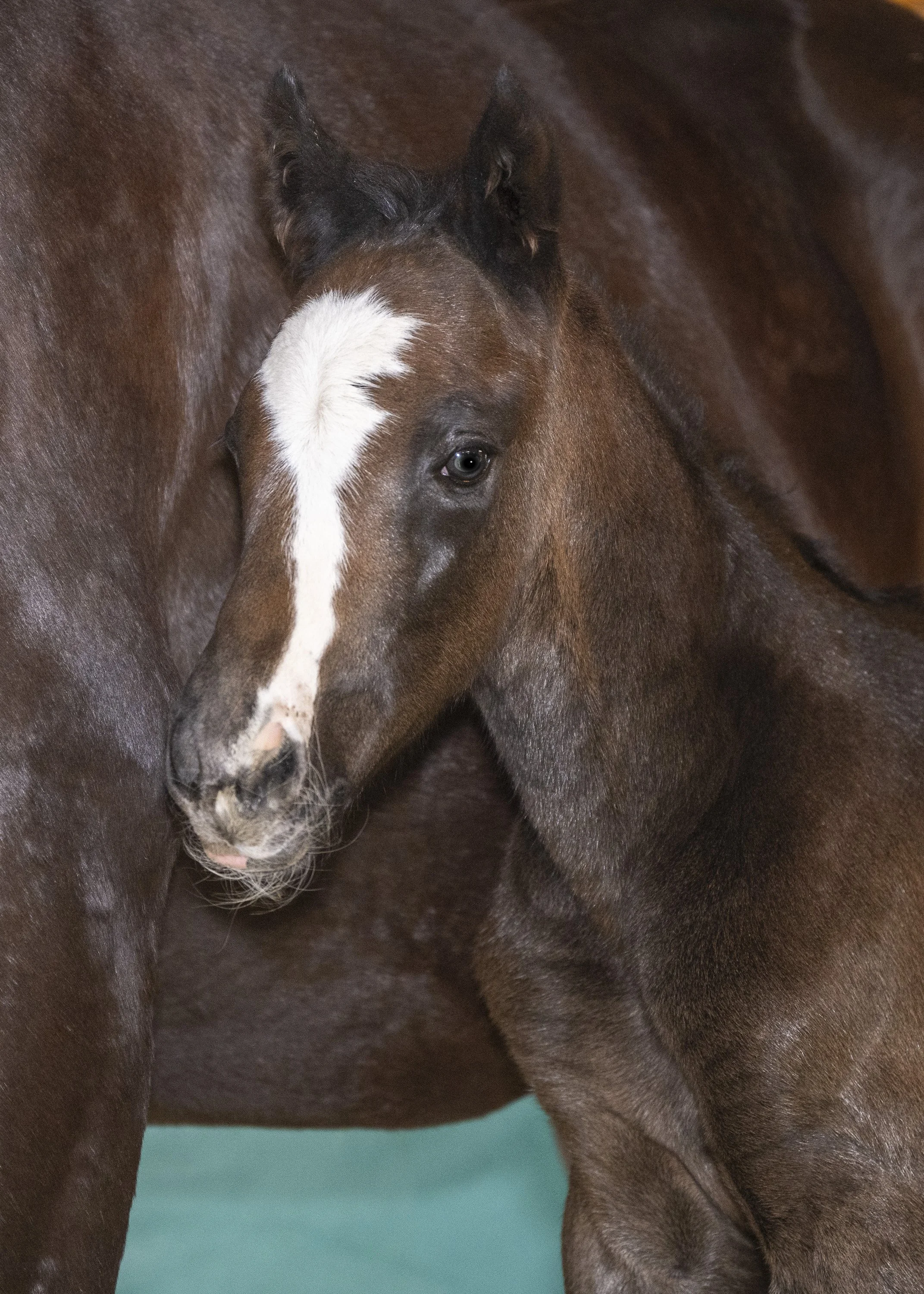 2024 One Call Away Colt by Tacitus, owned by Vivien Malloy &amp; Hilarie Niles