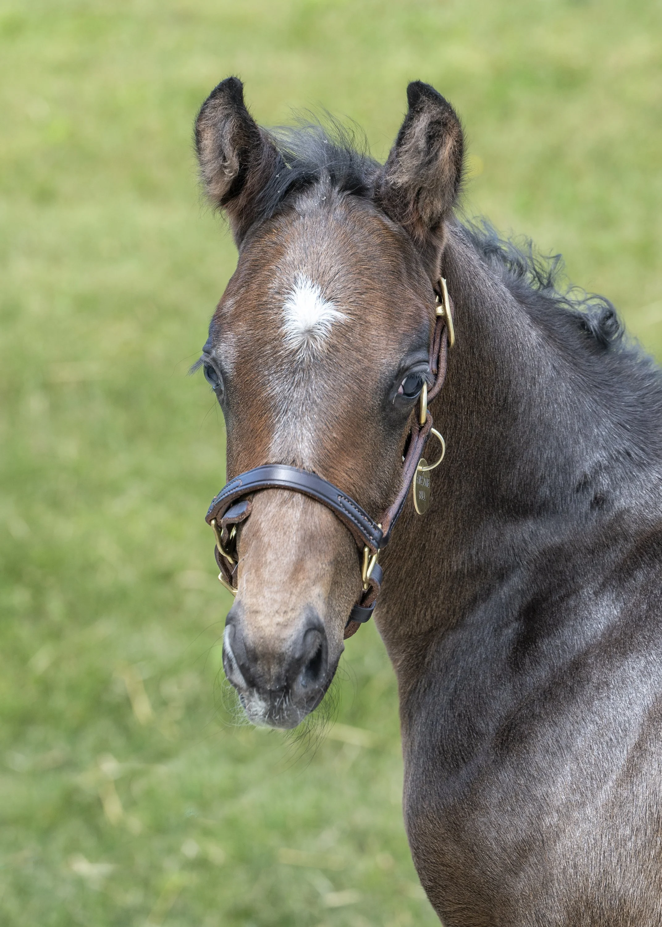 2024 Awesome Bull Colt by Greatest Honour, owned by Vivien Malloy &amp; Linda Heaning