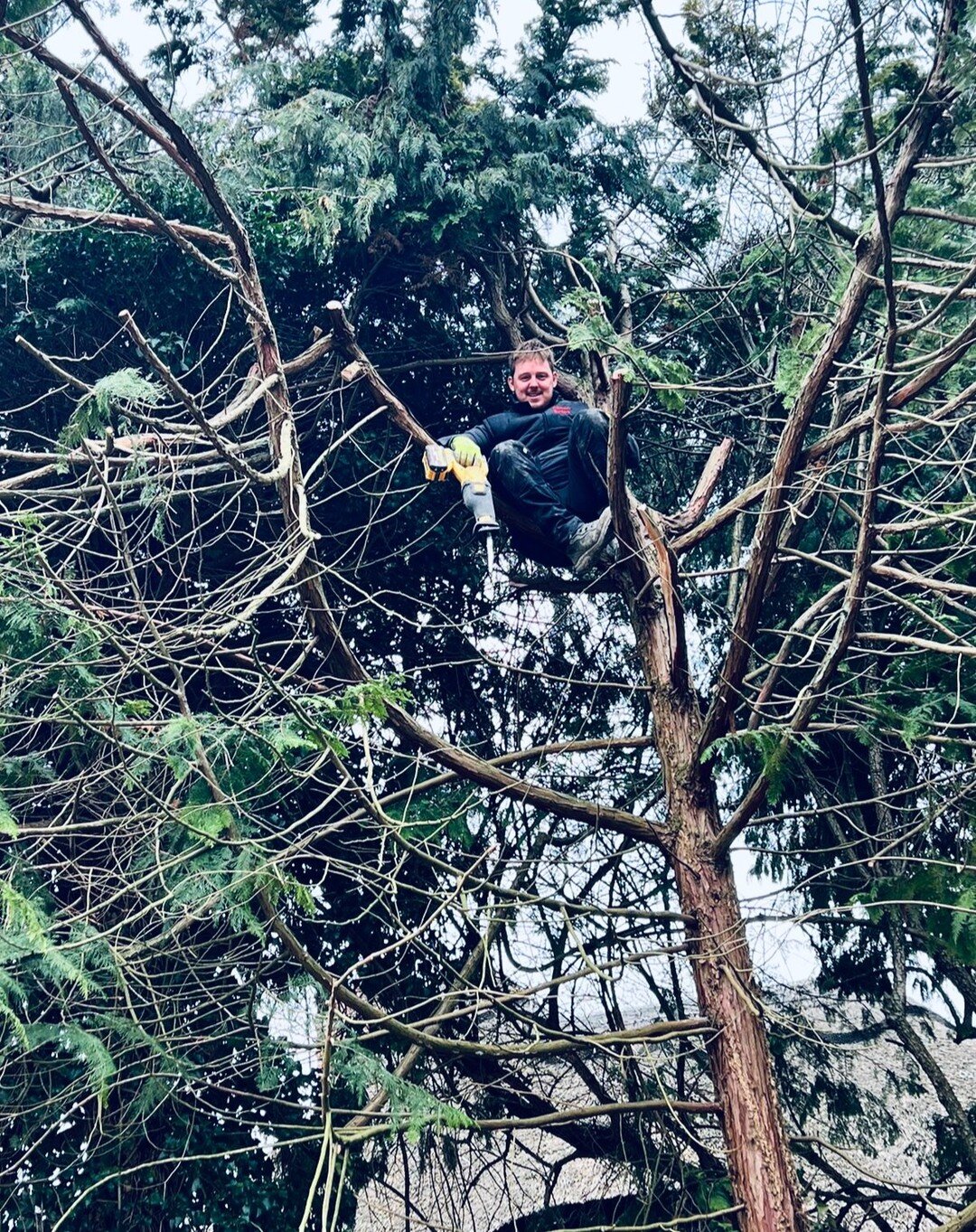 Just a little game we like to call 'where did Charlie go......' @jpatersonbuildersltd. Super thrilled to have Charlie on board as partner to oversee our projects from up a tree....

#treeclimber #allinadayswork #lifeofabuilder #gettingitdone