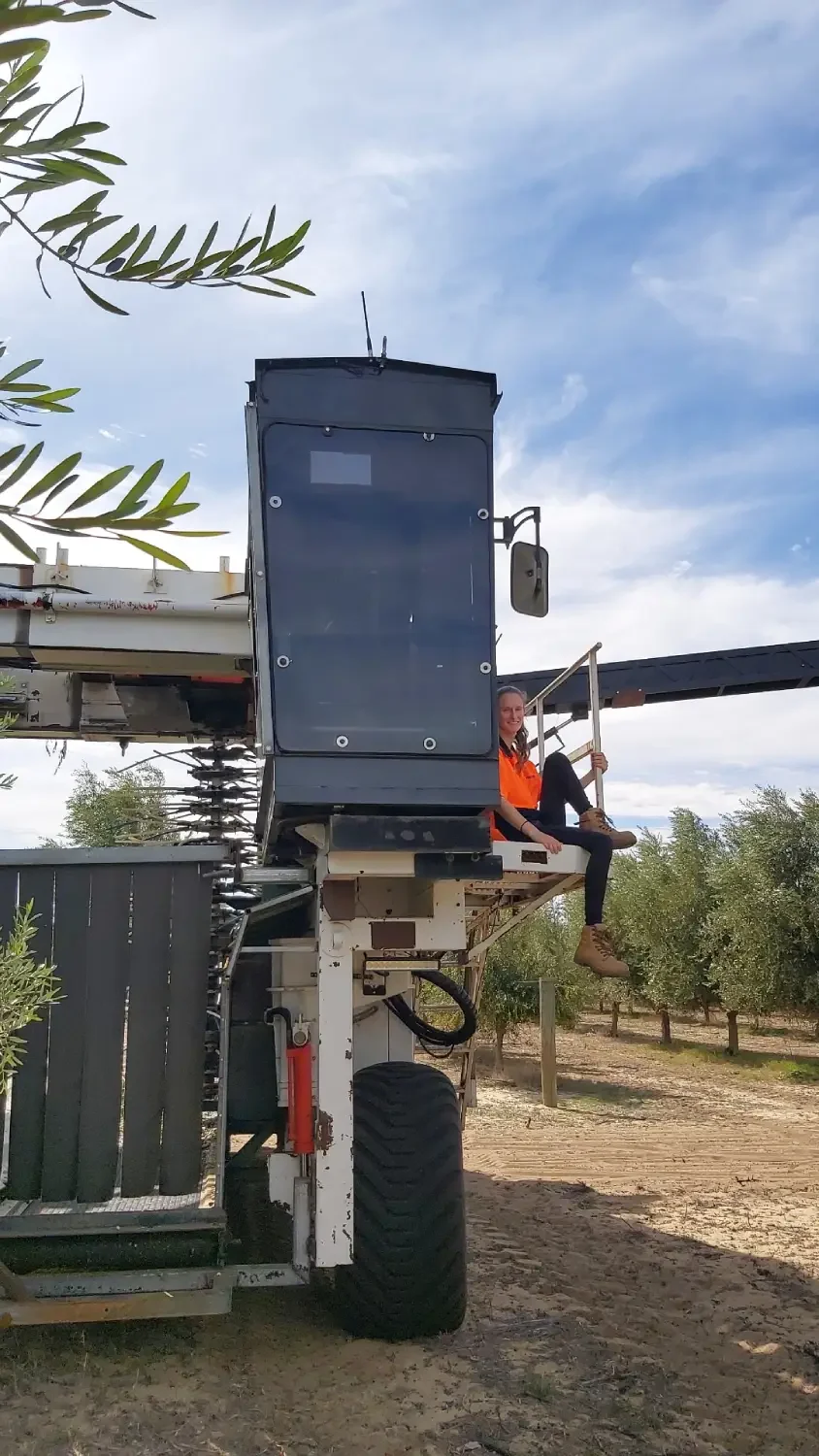 Maike sitzt auf großer Erntemaschine zwischen Olivenbäumen