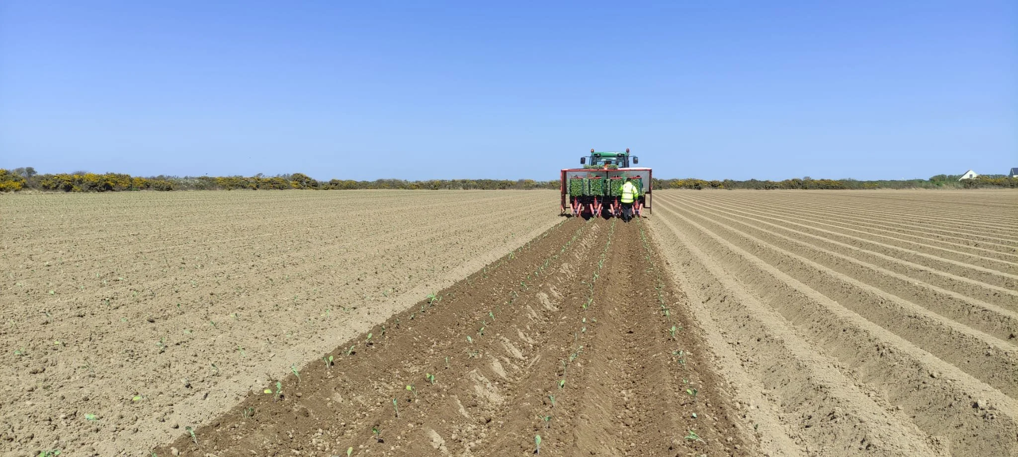Cauliflowers being planted.jpeg