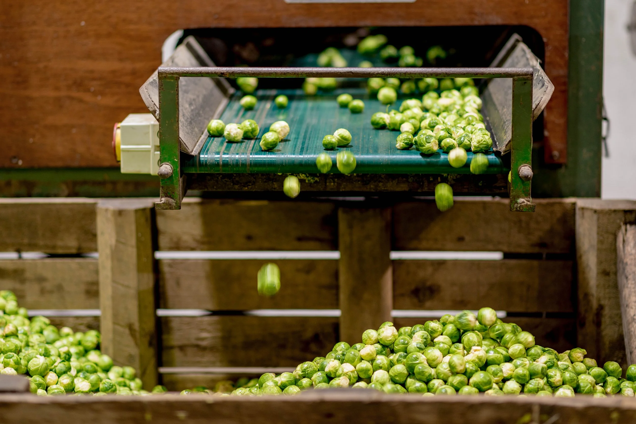 221220_South-East-Vegetables_011.jpg
