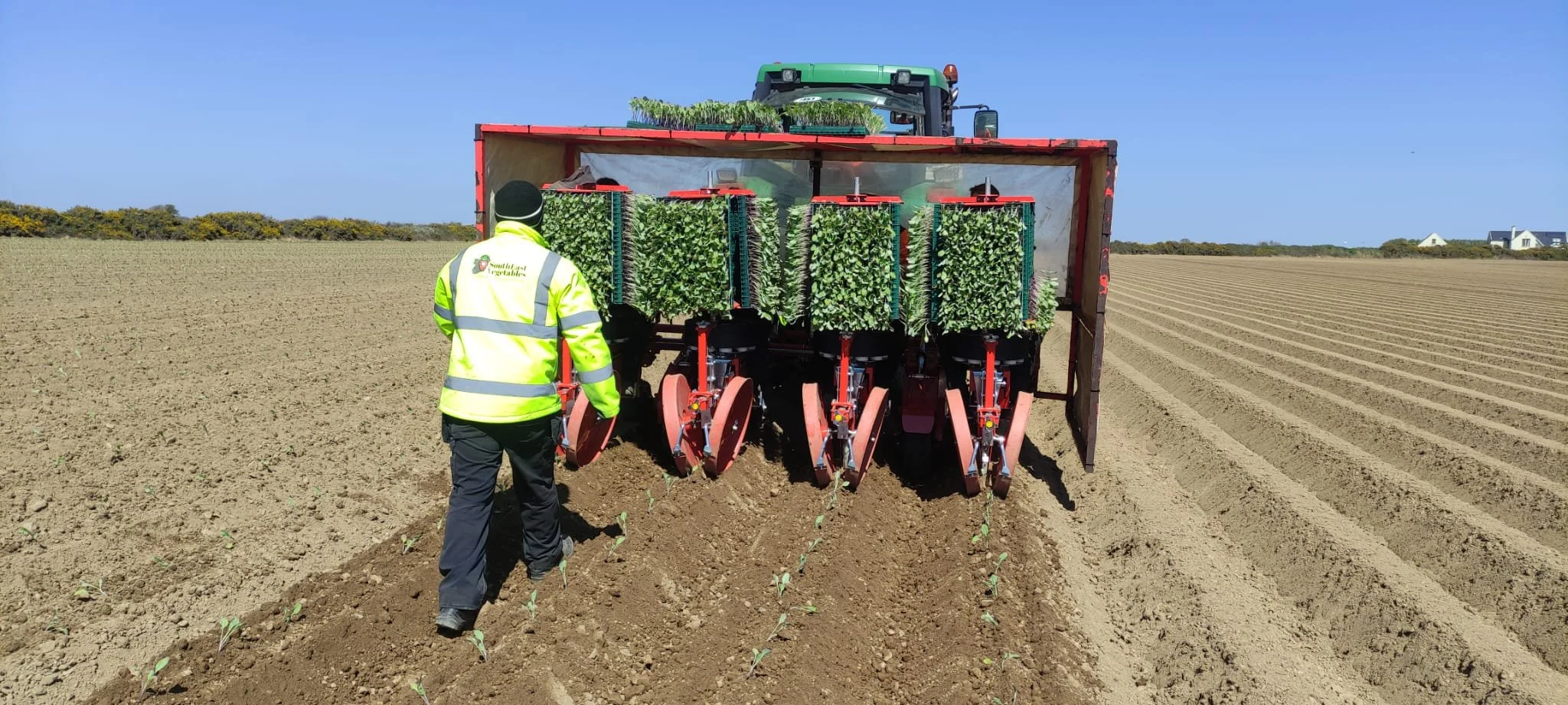 Back of tractor planting cauliflowers.jpeg