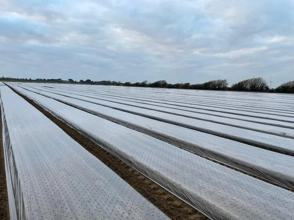 Rows covered in plastic.jpg