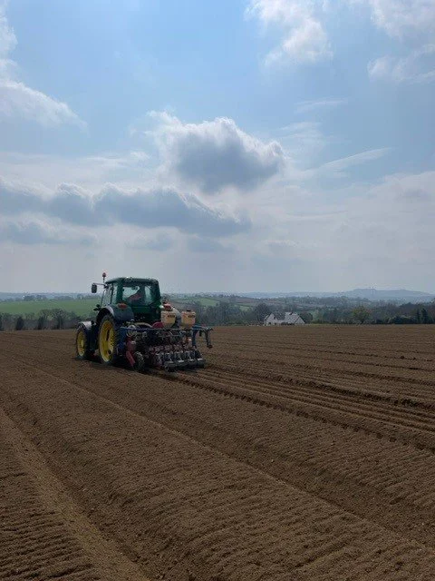 Brendan Sowing Carrots.jpg