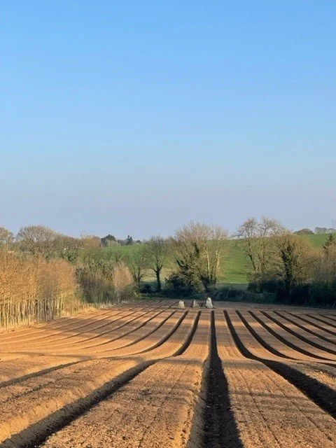 Field prepped for courgettes with 3 big stones from 2,500 yrs ago.jpg